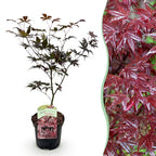 Acer palmatum 'Bloodgood' (japansk ahorn) – rød – Ø19 cm, 70 cm høj
