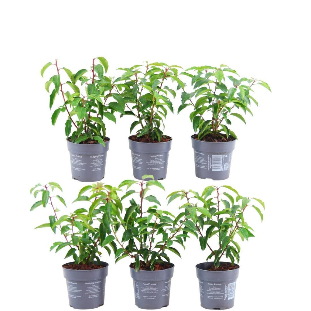 Prunus lusitanica 'Angustifolia' (Portuguese laurel) – 6 plants, 25 cm high