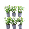 Prunus lusitanica 'Angustifolia' (Portuguese laurel) – 6 plants, 25 cm high