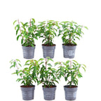 Prunus lusitanica 'Angustifolia' (Portuguese laurel) – 6 plants, 25 cm high