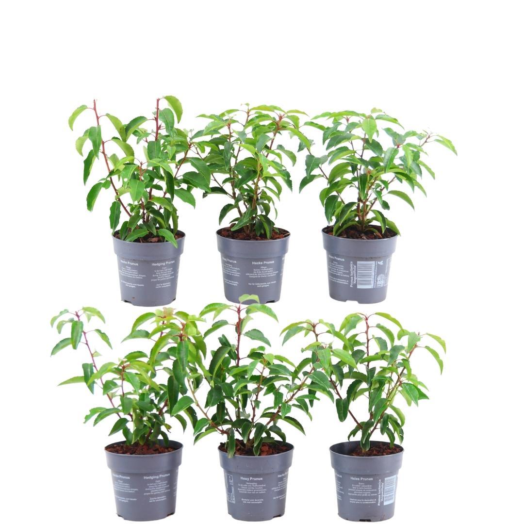 Prunus lusitanica 'Angustifolia' (Portuguese laurel) – 6 plants, 25 cm high