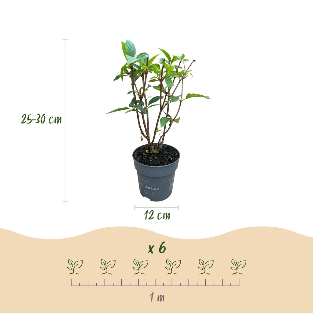 Hydrangea panniculata 'Living Pink &amp; Rose' (pluimhortensia) – roze – 3 planten, Ø12 cm, 20–30 cm hoog – foto 3