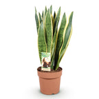 Sansevieria Laurentii (vrouwentong) – Ø21 cm, 70–80 cm hoog