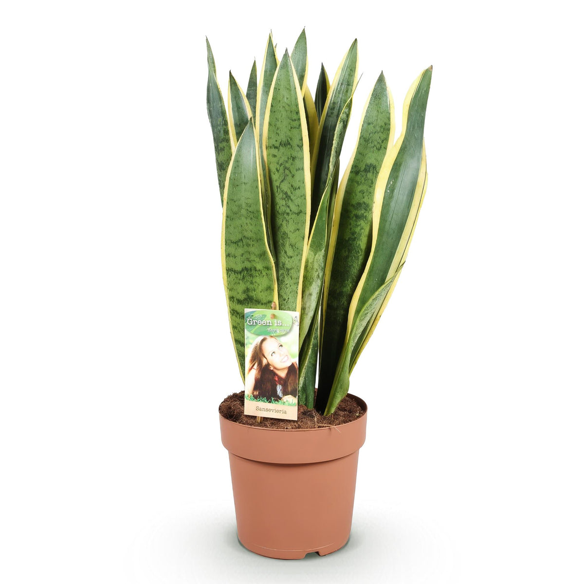 Sansevieria Laurentii (vrouwentong) – Ø21 cm, 70–80 cm hoog – foto 2