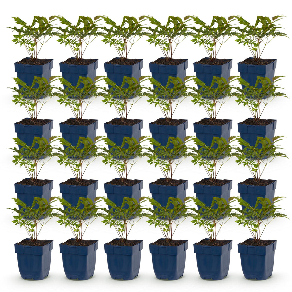 Astilbe 'Fanal' (fjerbuk) – rød – 24 planter, Ø11 cm, 15–25 cm høj