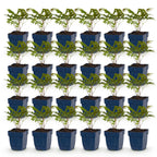 Astilbe 'Fanal' (fjerbuk) – rød – 24 planter, Ø11 cm, 15–25 cm høj