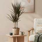Dracaena Magenta (drakträd) – Ø17 cm, 70–80 cm hög
