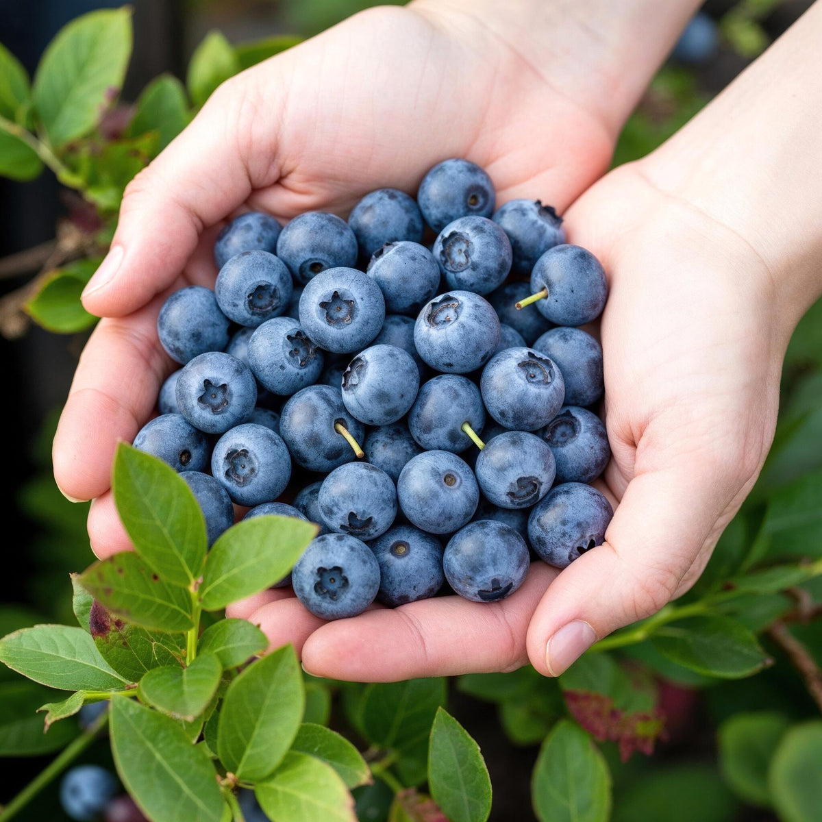 Vaccinium corymbossum 'Bluecrop' (blauwe bes) – 6 planten, Ø9 cm, 35 cm hoog