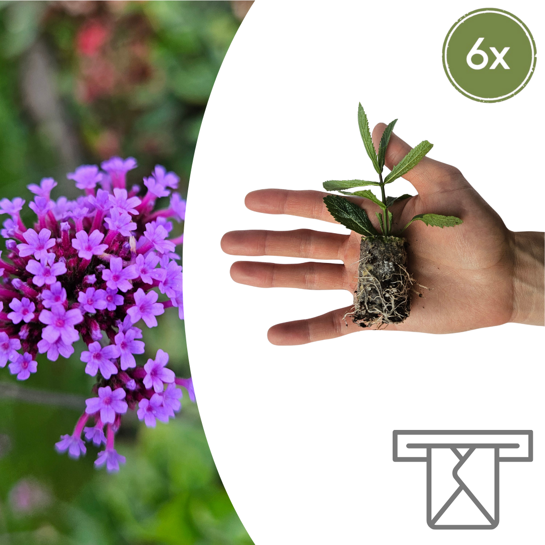 Verbena (Echter Eisenkraut)