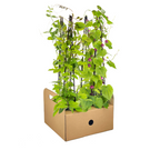 Rhodochiton, 'Cobea, Lathyrus & Ipomoea' (violette Glockenblumenranke) – 4 Pflanzen, Ø13 cm, 60 cm hoch
