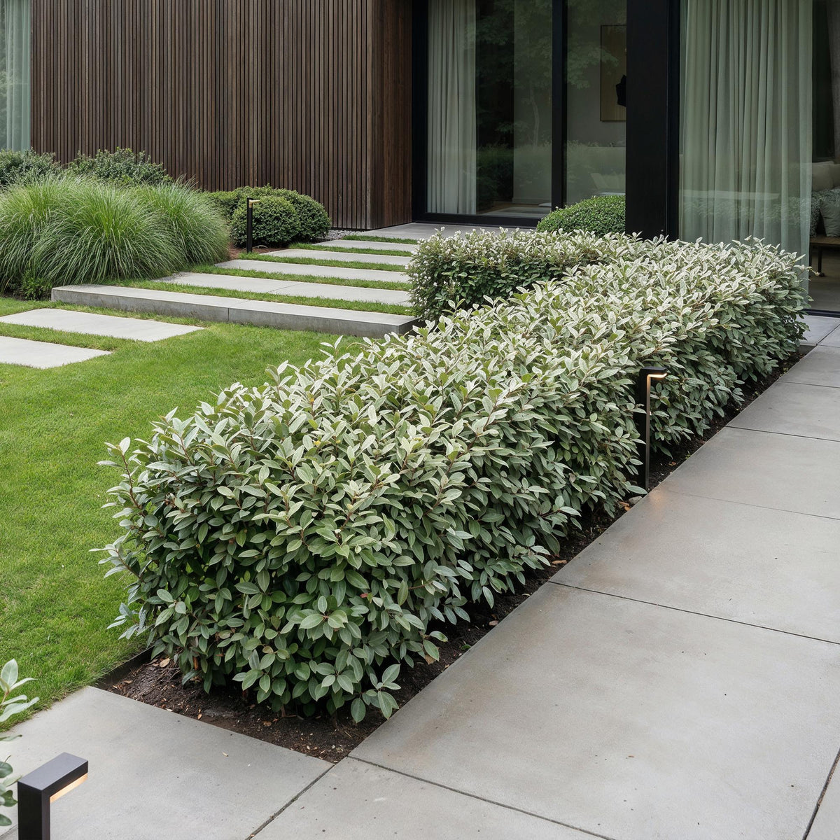 Olive willow (Elaeagnus) – 24 plants, Ø9 cm, 25–35 cm high – photo 6