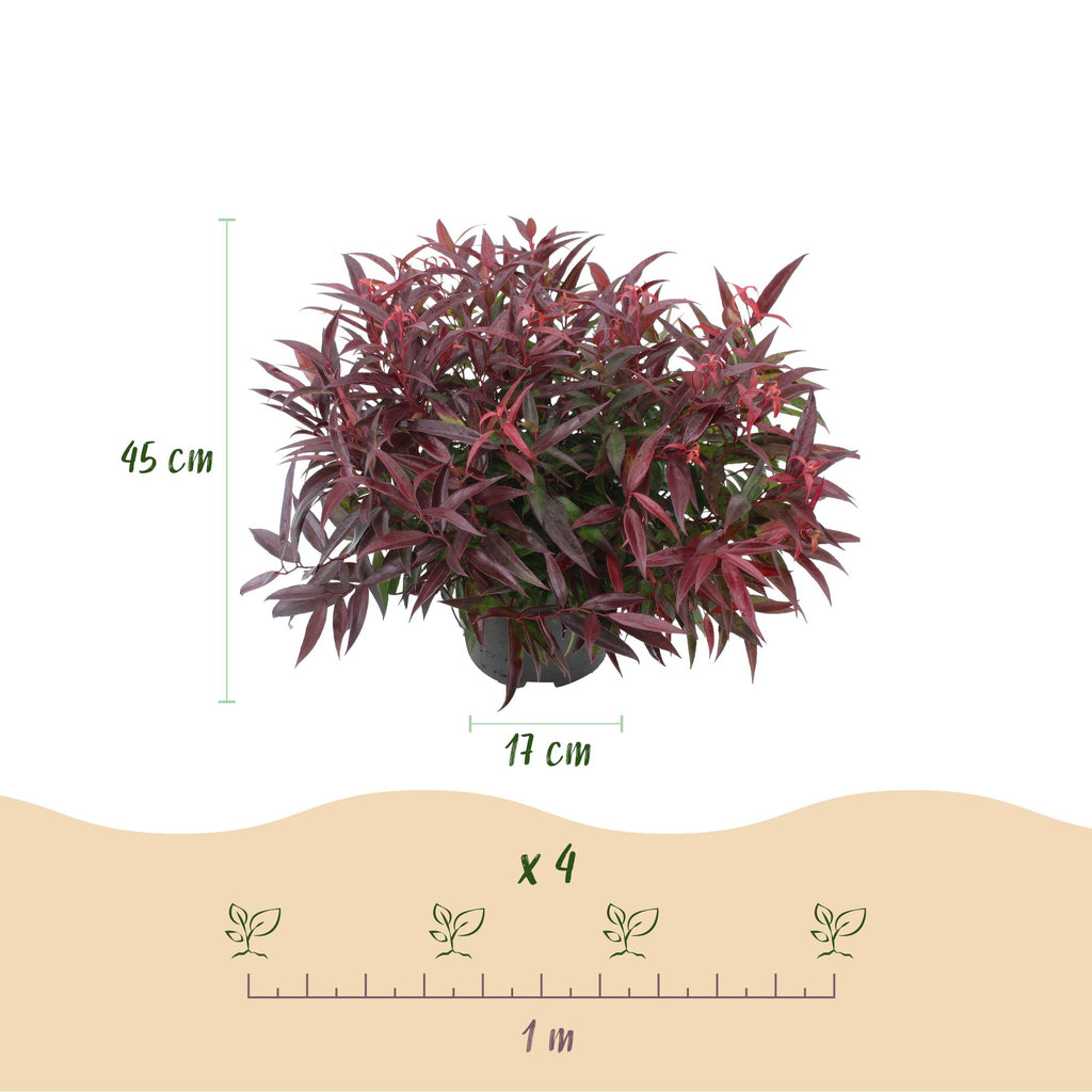Leucothoe 'Burning Love' – rot – Ø17 cm, 45 cm hoch – Bild 3