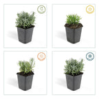 Lavandula 'Hidcote' (lavande) – 24 plants, Ø9 cm, 10–25 cm de haut