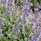 Nepeta faassenii 'Walker’s Low' (menthe-des-chats) – bleu – 24 plantes, Ø11 cm, 15–25 cm de haut
