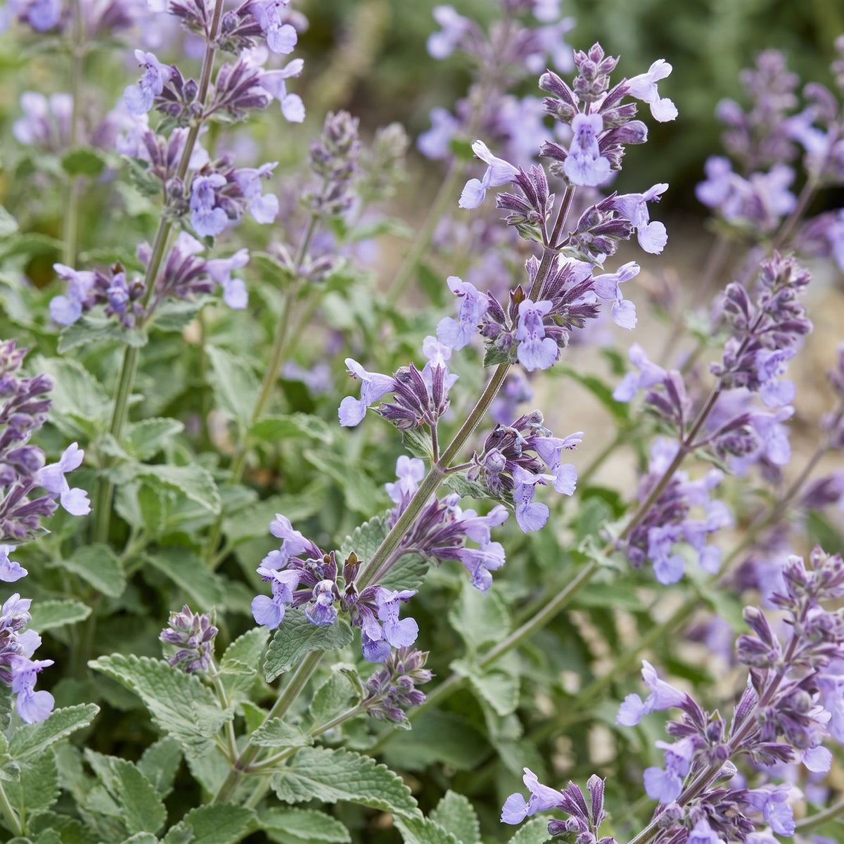 Nepeta faassenii 'Walker’s Low' (menthe-des-chats) – bleu – 24 plantes, Ø11 cm, 15–25 cm de haut – photo 5