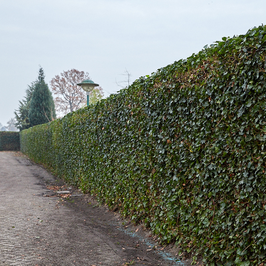 Hedera hibernica (klimop) gestokt – Ø10 cm, 80–100 cm hoog – foto 2