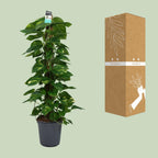 Epipremnum (scindapsus) – Ø24 cm, 120 cm høj