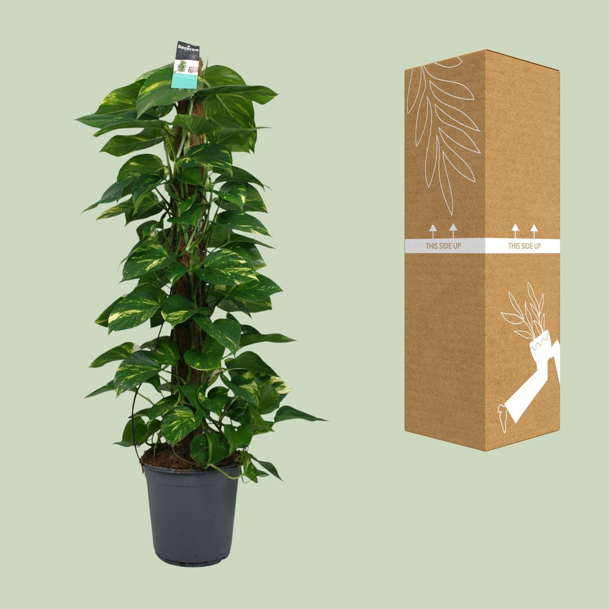 Epipremnum (scindapsus) – Ø24 cm, 120 cm hoog