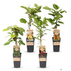 Actinidia 'Weiki & Hayward, Ken,s Red, Golden Kiwi' (plant de kiwi) – Ø15 cm, 50 cm de haut