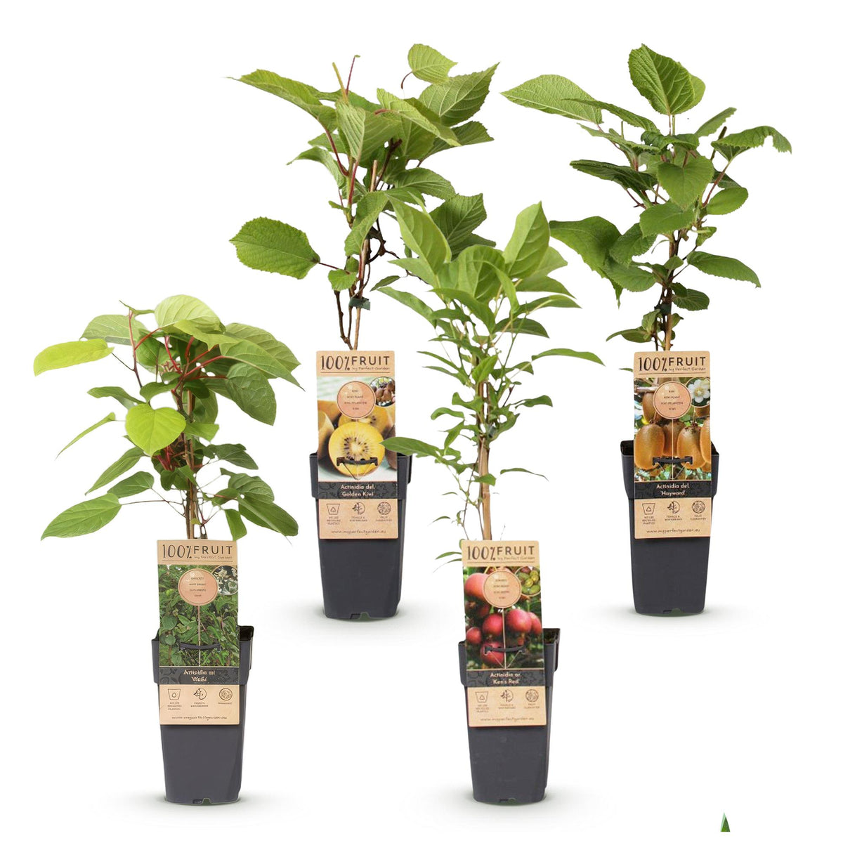 Actinidia 'Weiki &amp; Hayward, Ken,s Red, Golden Kiwi' (plant de kiwi) – Ø15 cm, 50 cm de haut – photo 2
