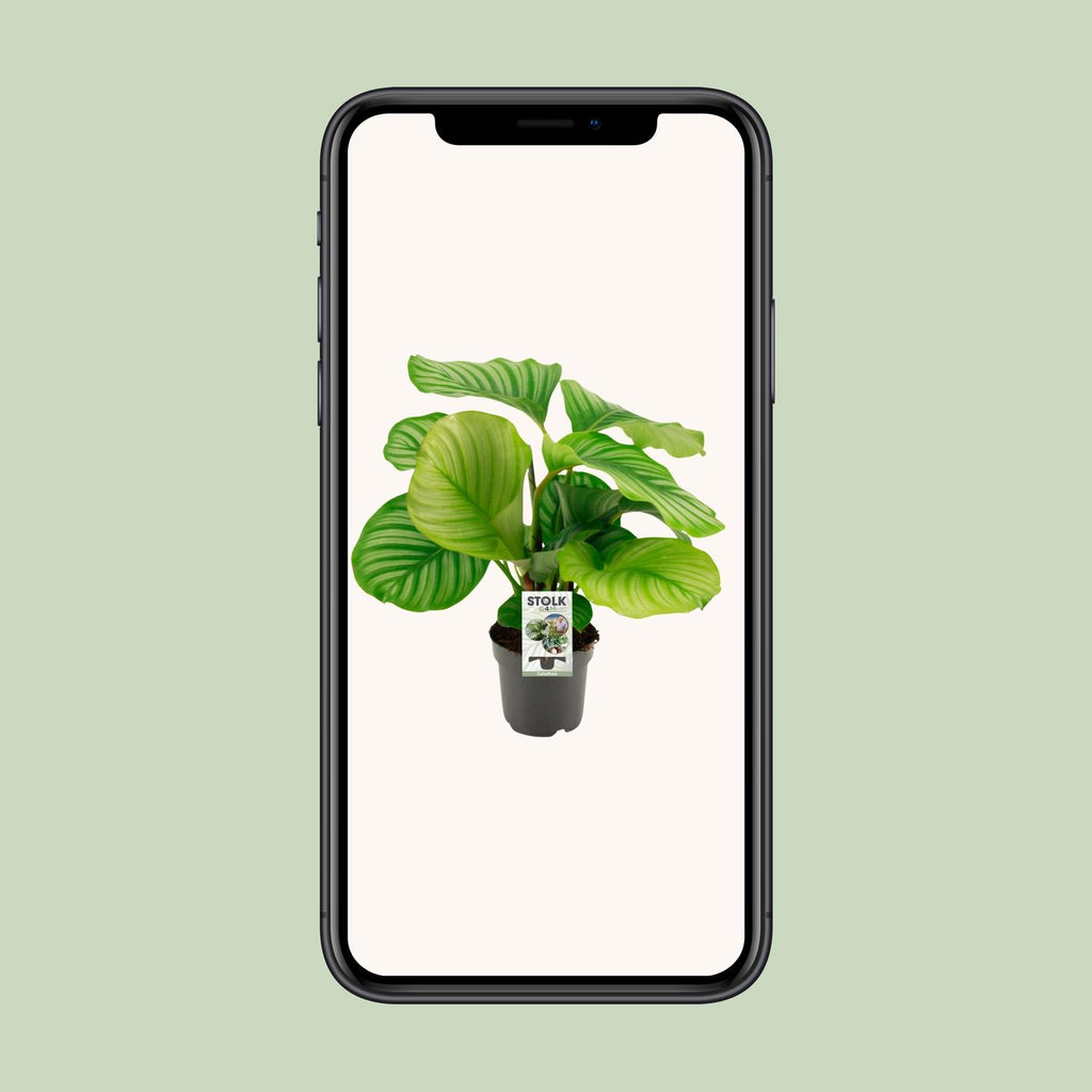 Calathea orbifolia – Ø14 cm, 50 cm hoog