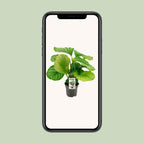 Calathea orbifolia – Ø14 cm, 50 cm hoog