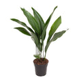 Aspidistra elatior (cast iron plant) – Ø17 cm, 70 cm high