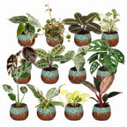 12× Verrassingsbox kamerplantjes incl. Copper Reef – Ø6 cm, 5–15 cm hoog