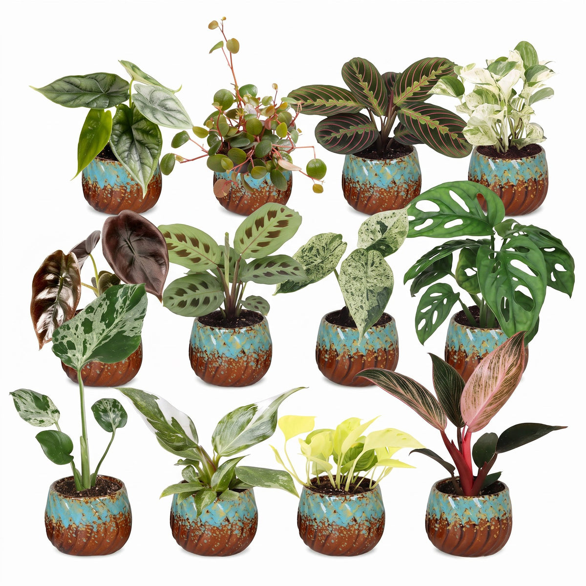 12× Verrassingsbox kamerplantjes incl. Copper Reef – Ø6 cm, 5–15 cm hoog