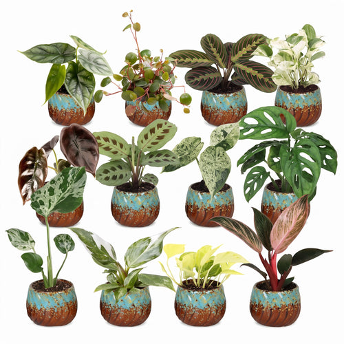 12× Verrassingsbox kamerplantjes incl. Copper Reef – Ø6 cm, 5–15 cm hoog
