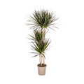 Dracaena marginata Magenta (Drachenbaum) – Ø 24 cm, 130–150 cm hoch