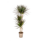 Dracaena marginata Magenta (Drachenbaum) – Ø 24 cm, 130–150 cm hoch