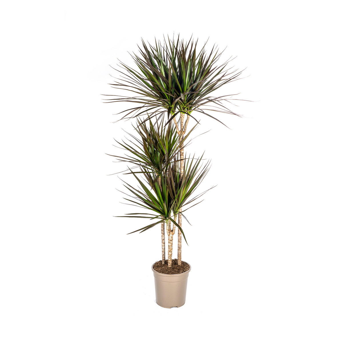 Dracaena marginata Magenta (drakenboom) – Ø24 cm, 130–150 cm hoog