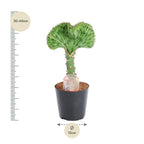 Euphorbia lactea Cristata groen – Ø12 cm, 35 cm hoog
