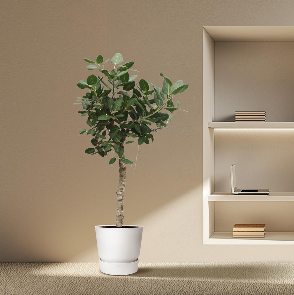 Ficus Benghalensis boom – Ø50 cm, 200 cm hoog