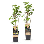 Ribes nigrum 'Ben Nevis' (currant plant) – 2 plants, Ø15 cm, 50 cm high