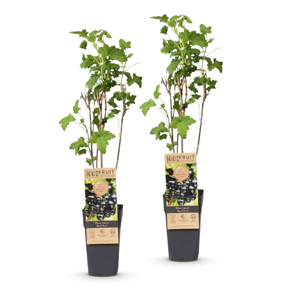 Ribes nigrum 'Ben Nevis' (bessenplant) – 2 planten, Ø15 cm, 50 cm hoog – foto 2