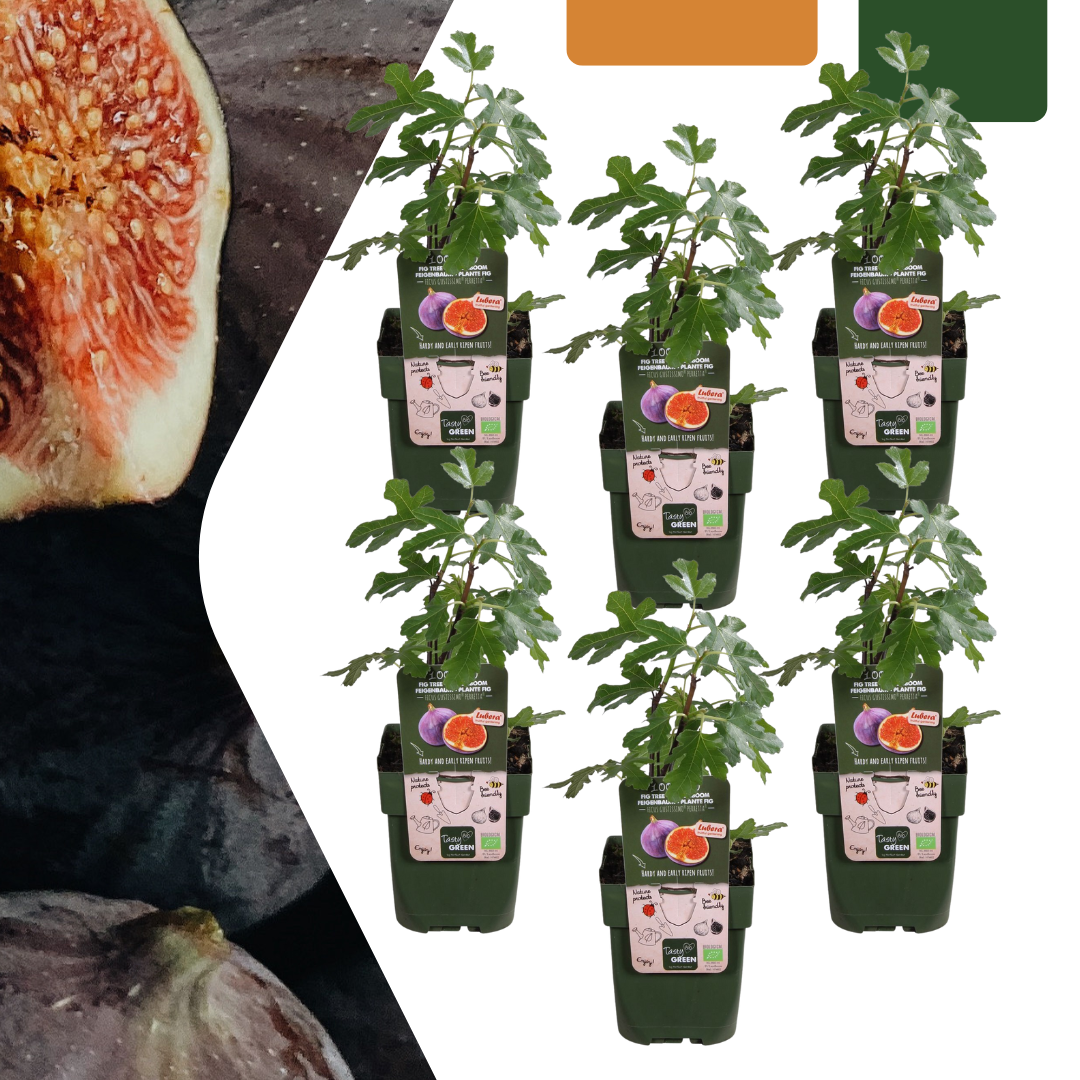 Vijgenboom (Ficus carica) biologisch – 6 planten, Ø13 cm, 20 cm hoog