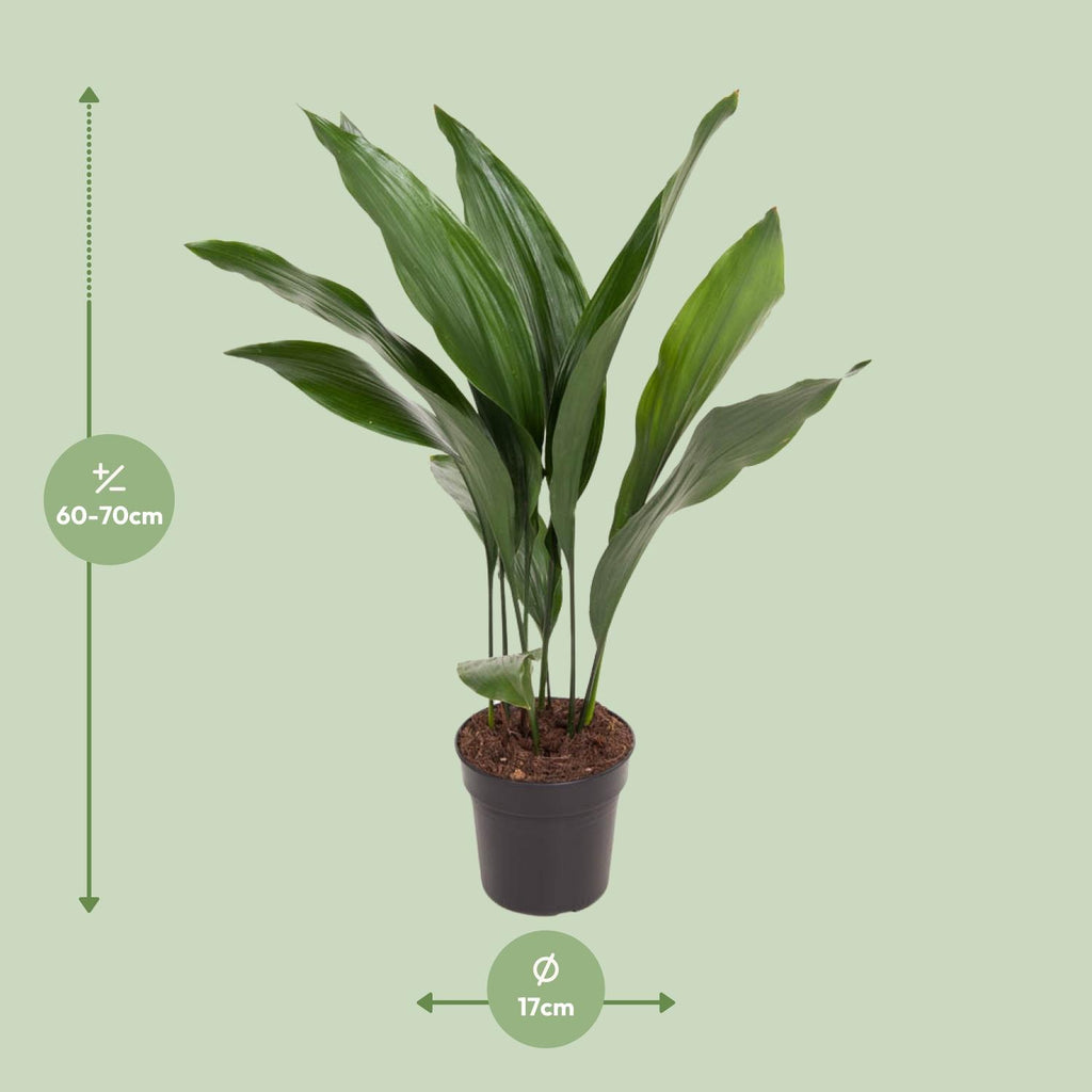 Aspidistra elatior (cast iron plant) – Ø17 cm, 70 cm high – photo 2