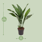 Aspidistra elatior (cast iron plant) – Ø17 cm, 70 cm high