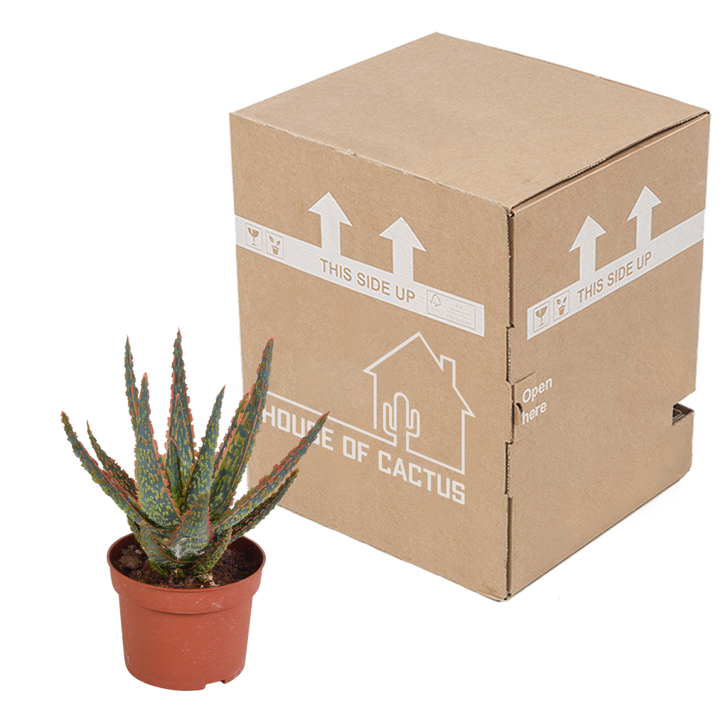 Aloe zebrina Dannyz (aloe) uden urtepotte – Ø11 cm, 23 cm høj