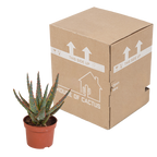 Aloe zebrina Dannyz (aloe) uden urtepotte – Ø11 cm, 23 cm høj