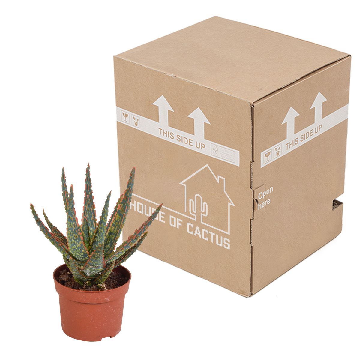Aloe zebrina Dannyz (aloe) uden urtepotte – Ø11 cm, 23 cm høj