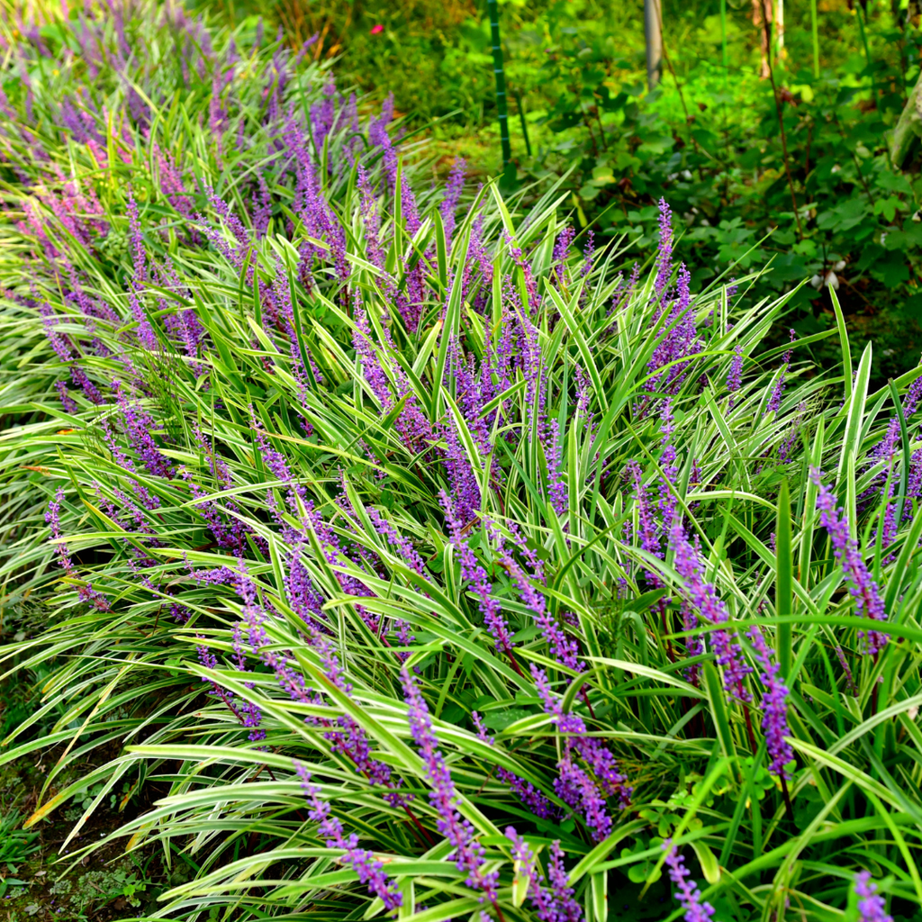 Liriope muscari 'Moneymaker' (lilyturf) – 6 plants, Ø9 cm, 10–25 cm high – photo 10