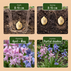 Mélange de jacinthes espagnoles (Hyacinthoides hispanica) – 320 bulbes (calibre 7/8)