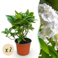 Hydrangea macrophylla (hortensia) – blanc – 3 plantes, Ø12 cm, 20–30 cm de haut