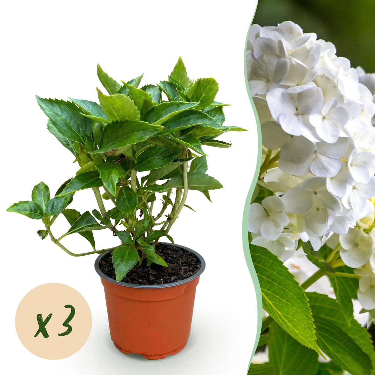 Hydrangea macrophylla (hortensia) – blanc – 3 plantes, Ø12 cm, 20–30 cm de haut