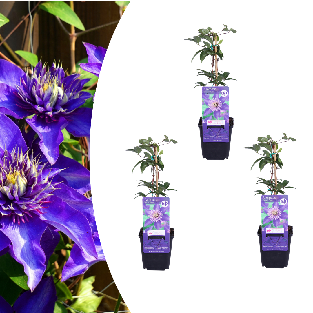Clematis 'Multi Blue' (bosrank) – 3 planten