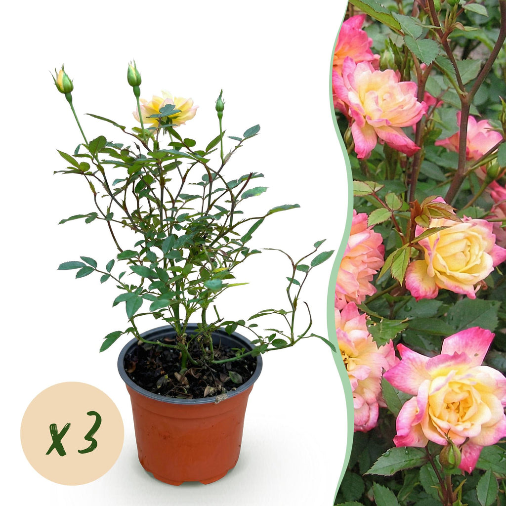 Rosa 'Tricolor Fairy' (rose) – pink-yellow – 3 plants, Ø12 cm, 20–25 cm high