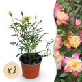 Rosa 'Tricolor Fairy' (rose) – pink-yellow – 3 plants, Ø12 cm, 20–25 cm high